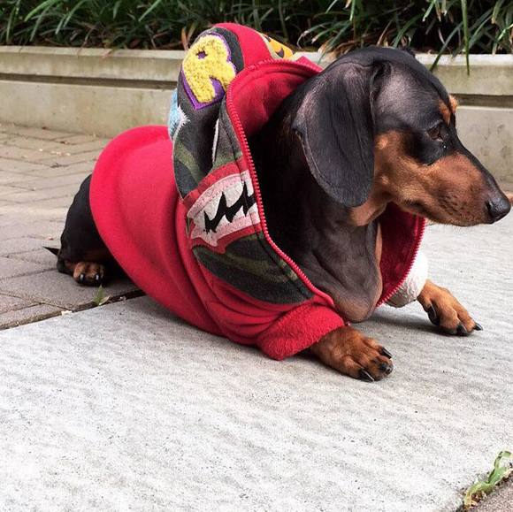 Meet your Posher, Franky - Picture 1 of 1